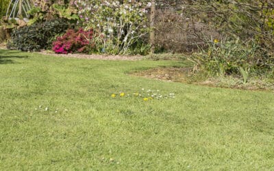 How to identify lawn pests